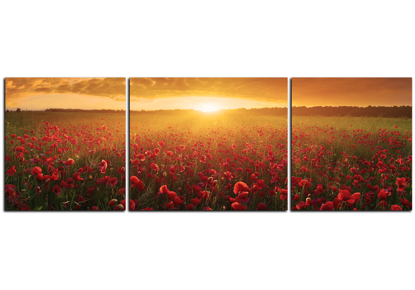 Obraz na plátně - Letní pole - panoráma Obraz na plátně - Letní pole - panoráma